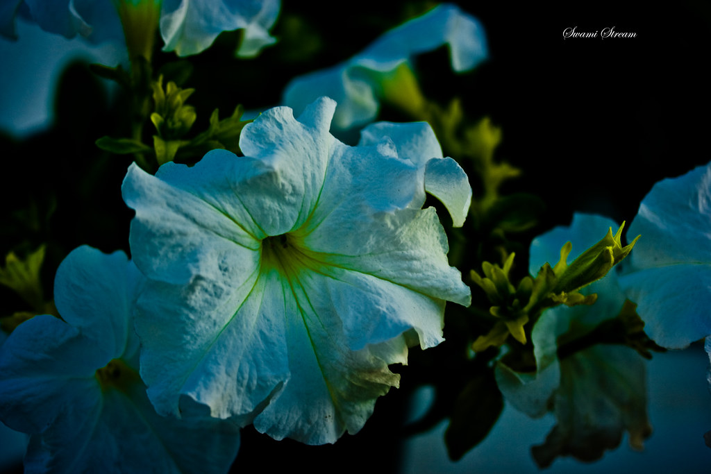Petunias