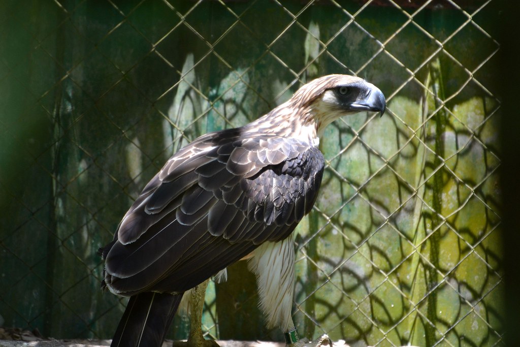 Philippine Eagle