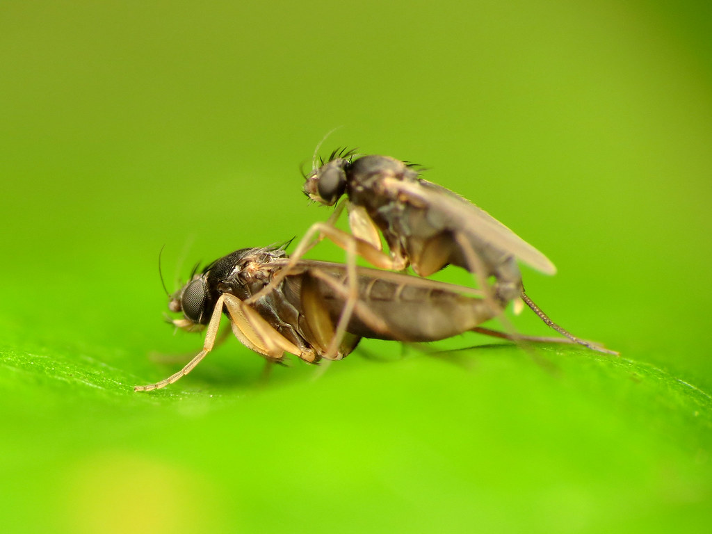 Phorid Flies