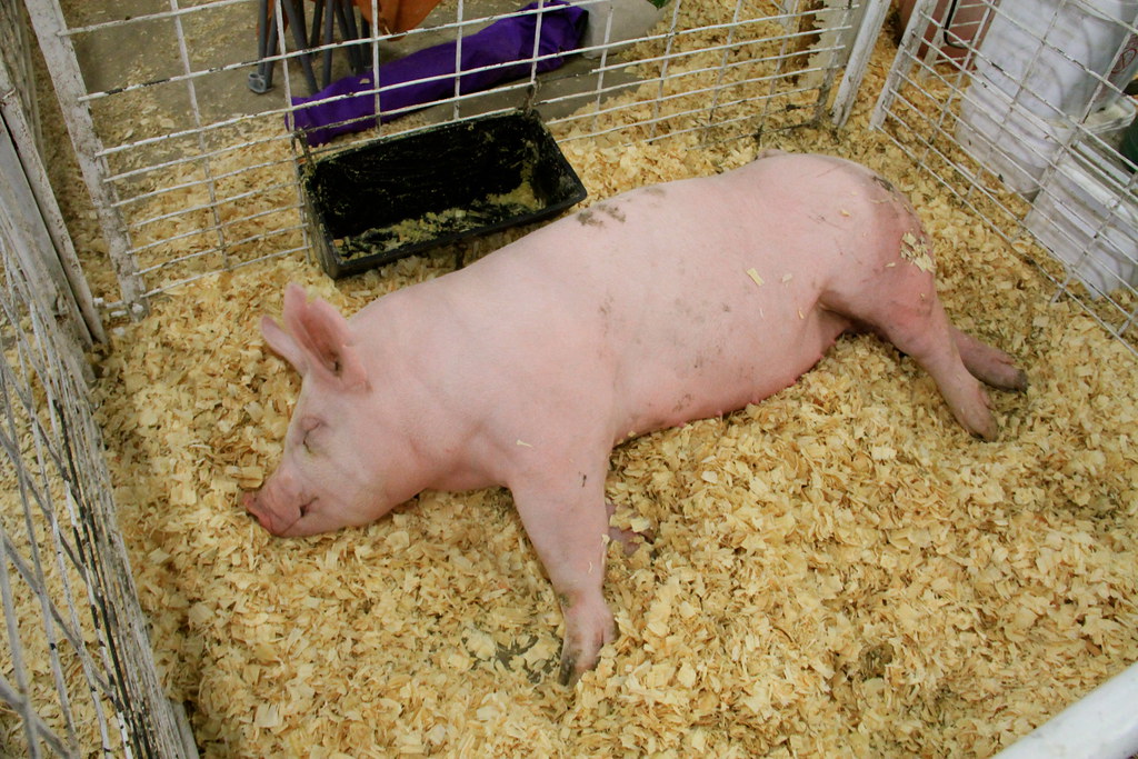 Pig