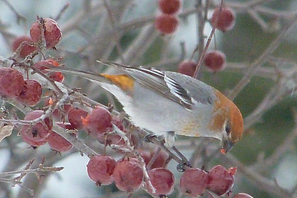Pine Grosbeak