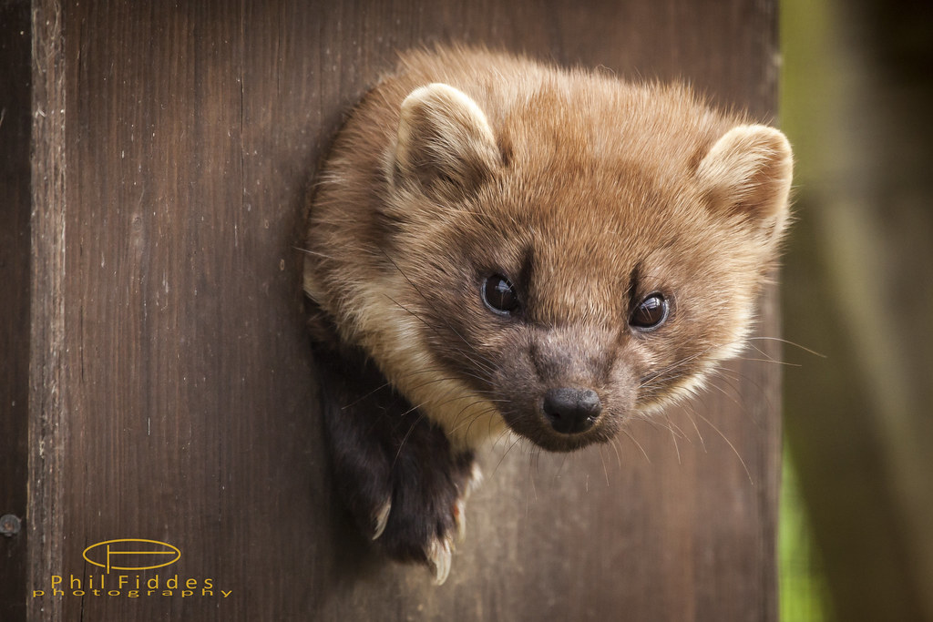 Pine Martens