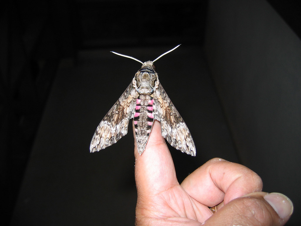 Pink-Spotted Hawkmoth Caterpillar