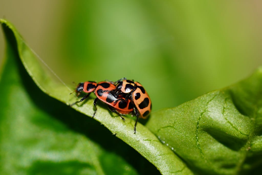 Pink-spotted Lady Beetle - Types of Ladybugs in Michigan