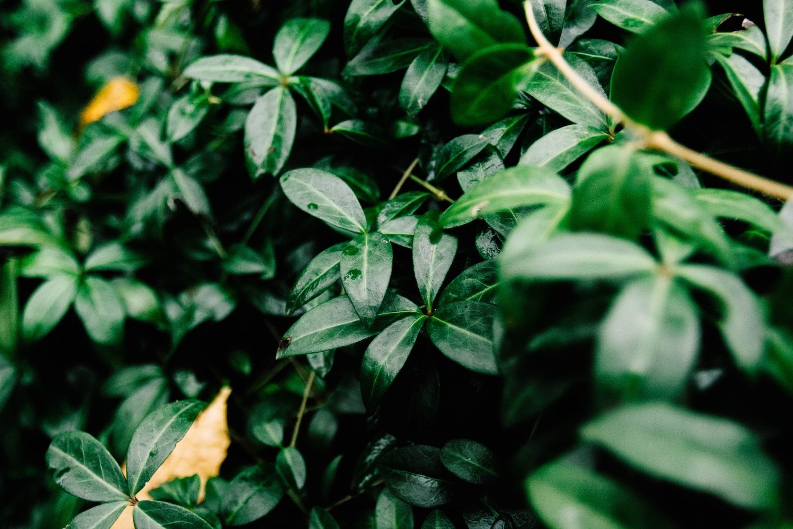 Plants That Repel Bugs