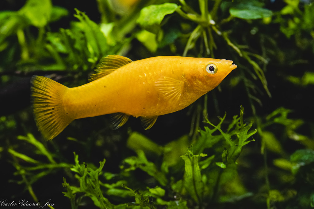 Platy