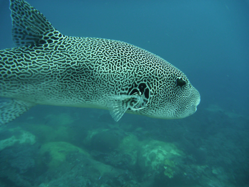 Porcupinefish