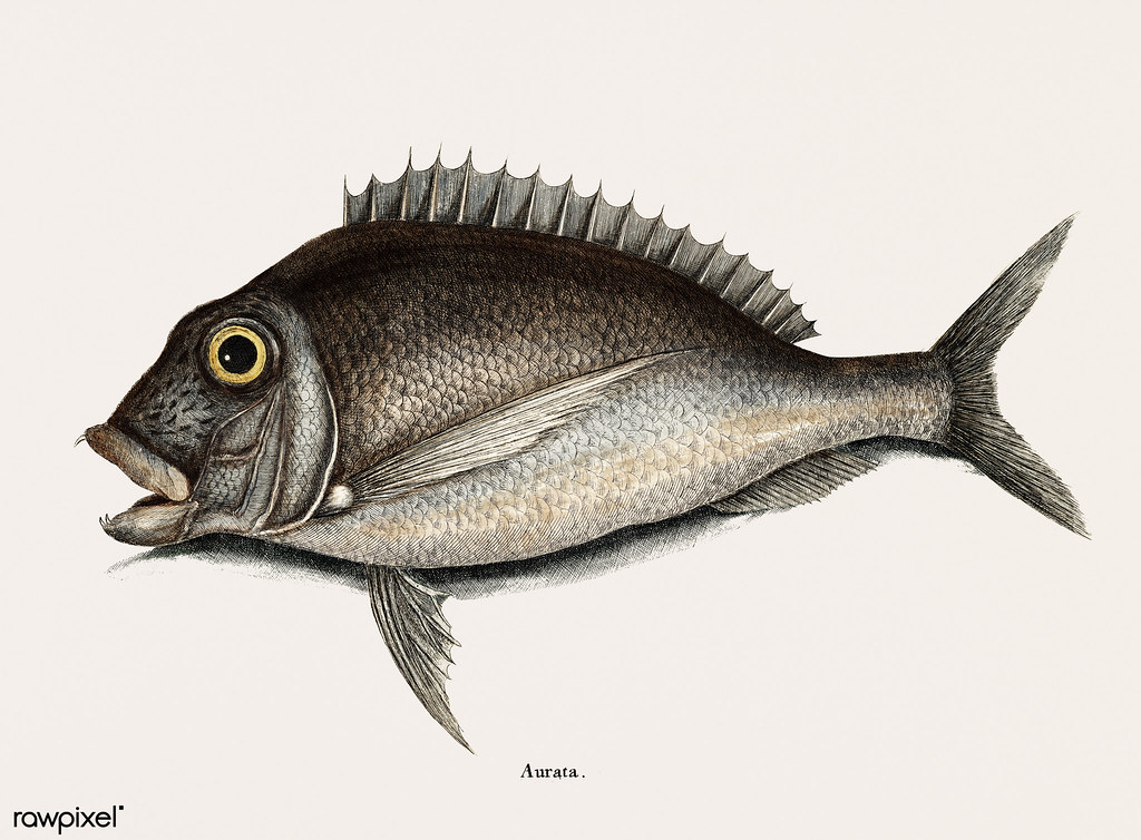 Porgy