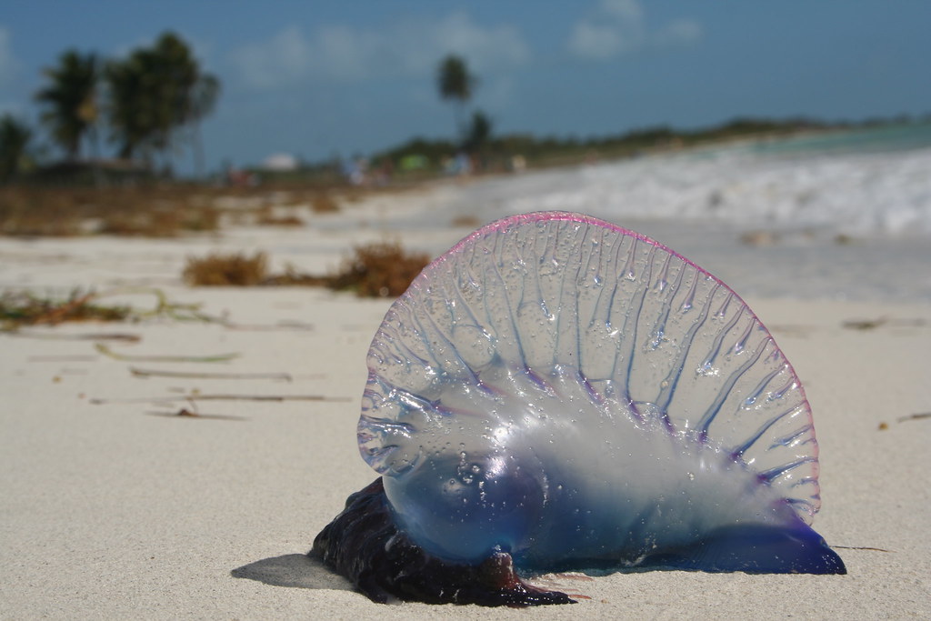Portuguese Man O' War