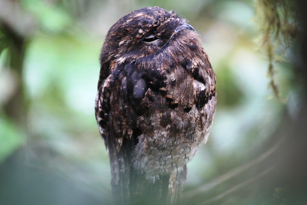 Potoo Bird
