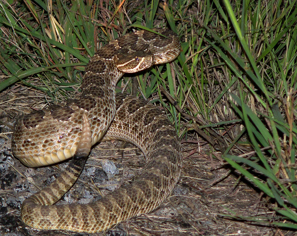 Prairie Rattlesnake