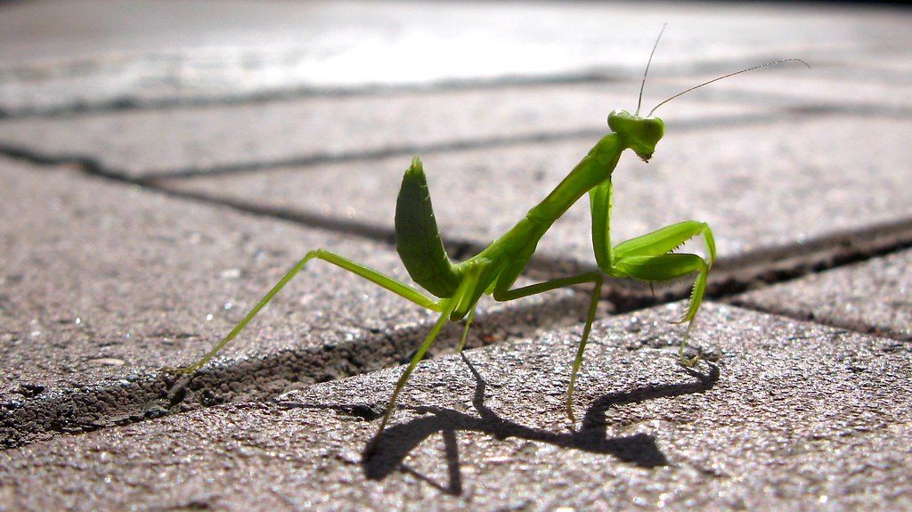 Praying Mantis - Animals With More Than 2 Eyes