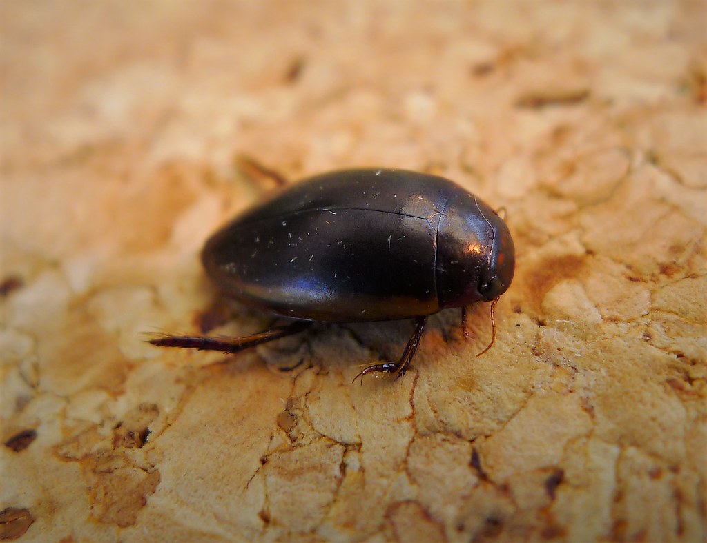 Predaceous Diving Beetle