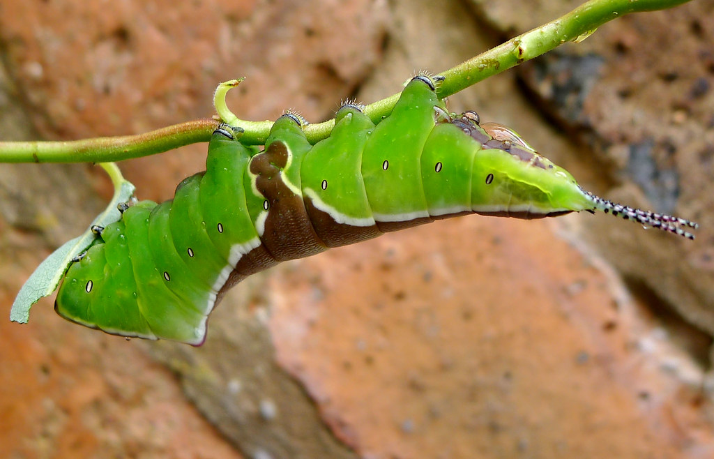 Puss Moth Caterpillar