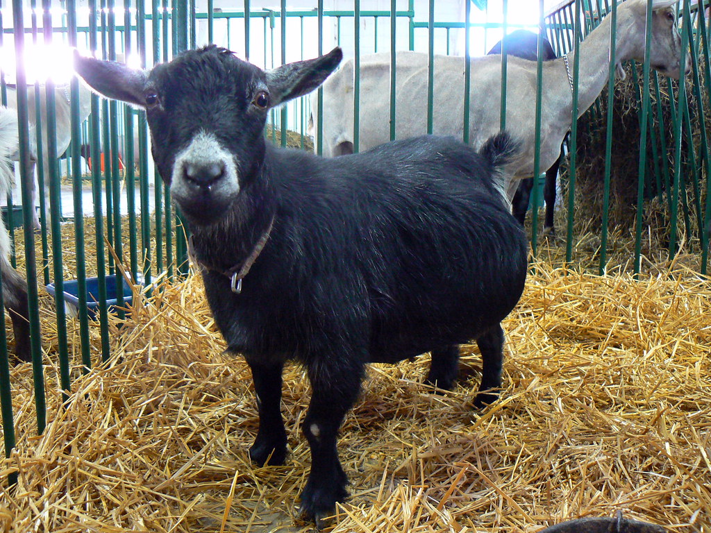 Pygmy Goat