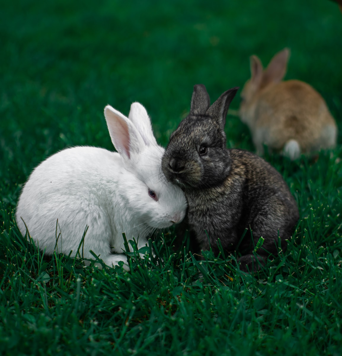Rabbits - Animals That Eat Acorns