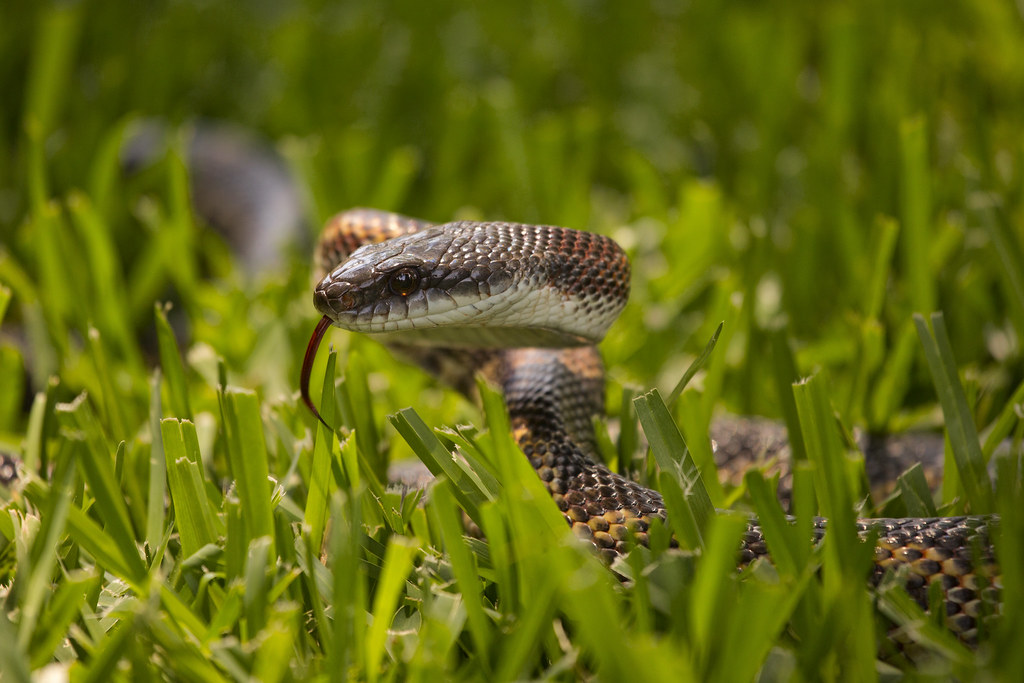 Rat Snake