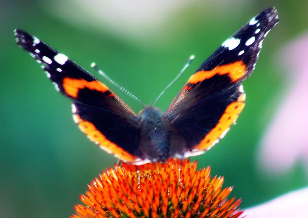 Red Admiral - Butterflies in Canada 