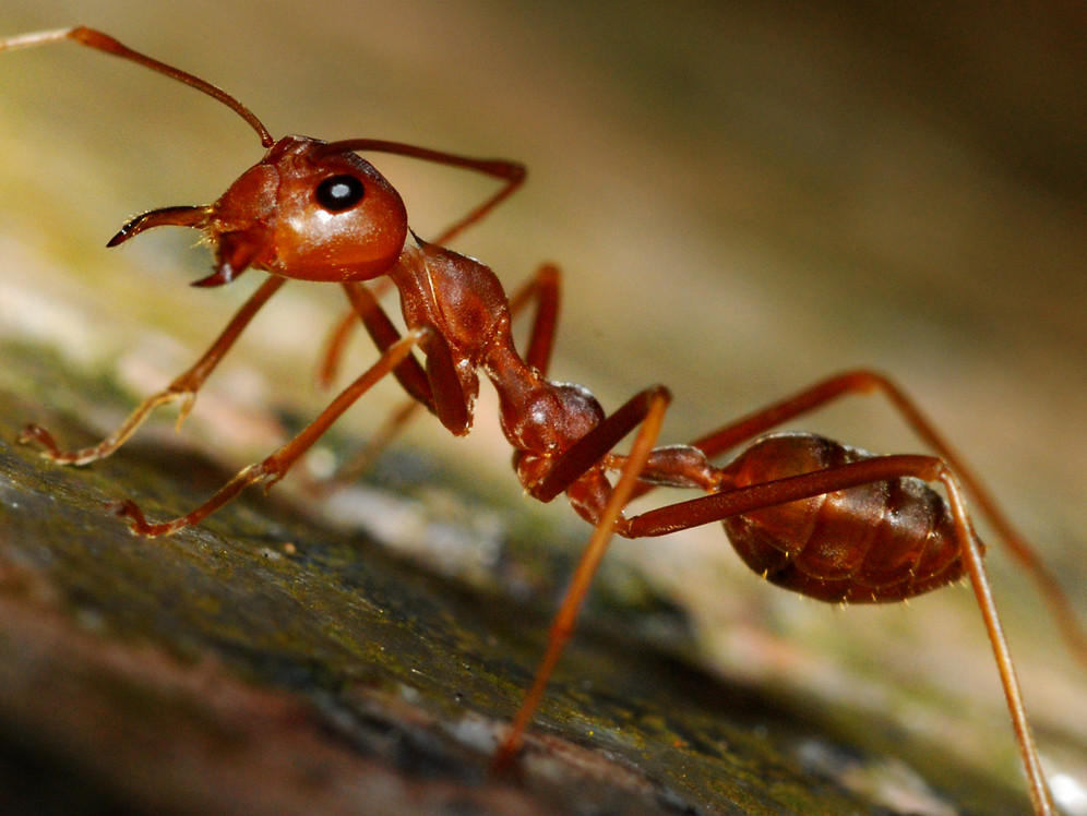 Red Ant