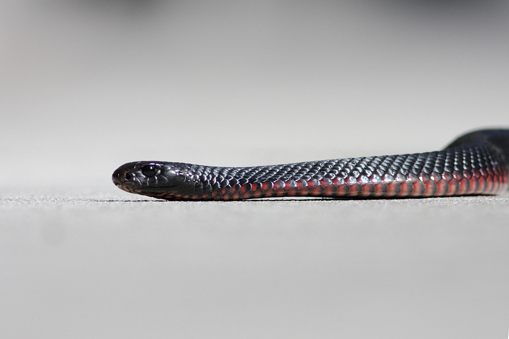 Red-Bellied Black Snake