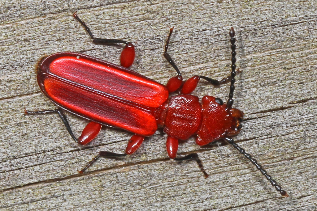 Red Flat Bark Beetle