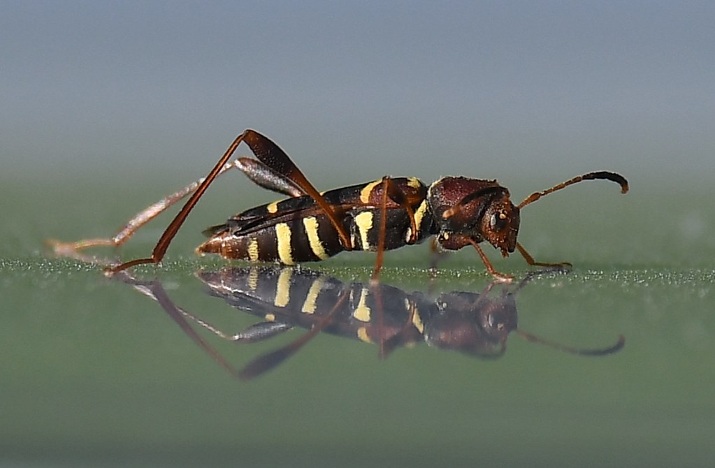 Red Headed Ash Borer