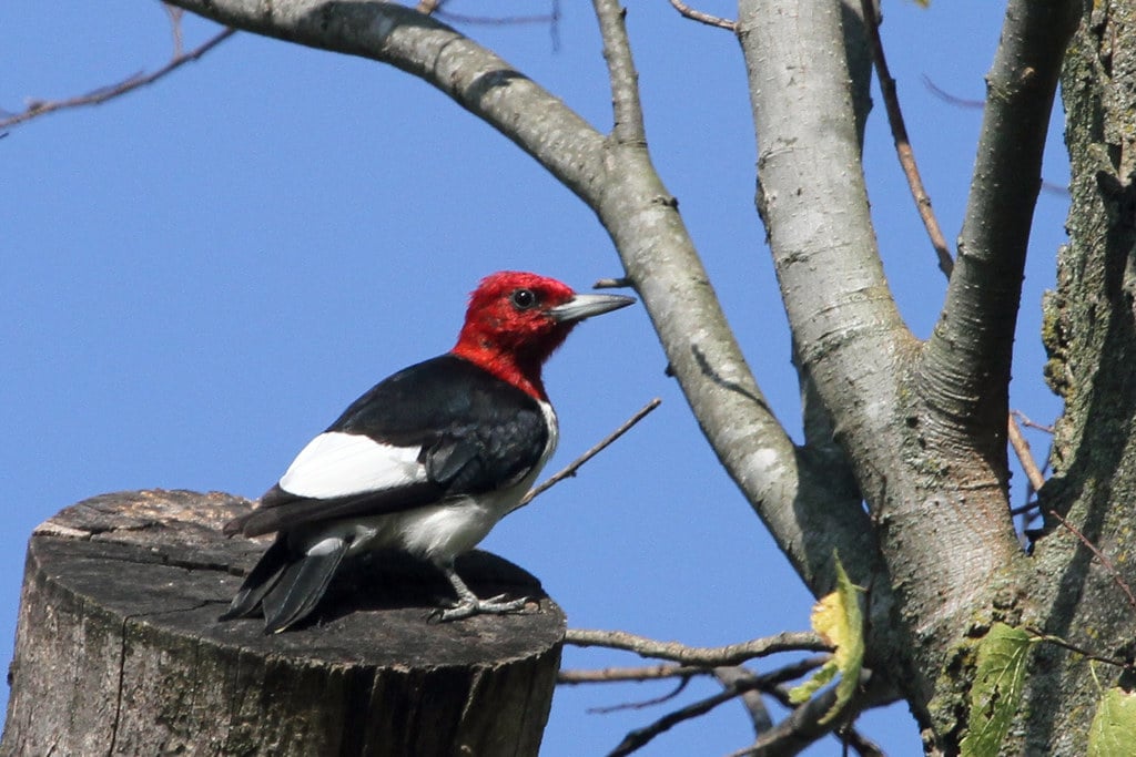 Red-headed Woodpecker