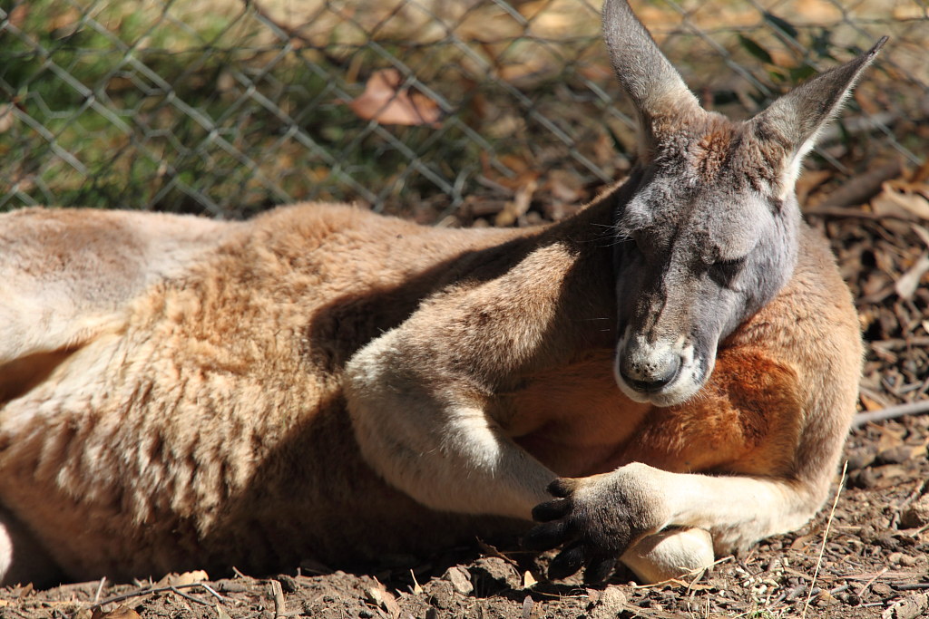 Red Kangaroo