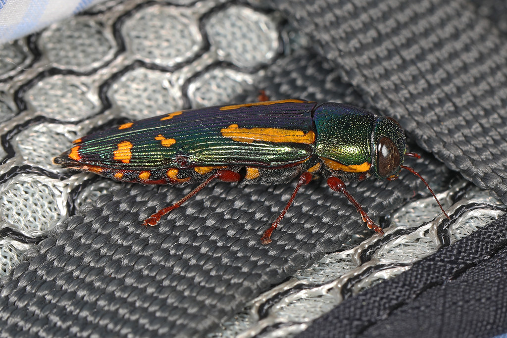 Red-legged Buprestis