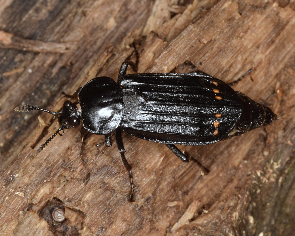 Red-lined Carrion Beetle