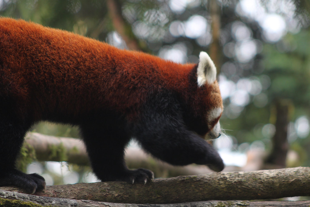 Red Panda