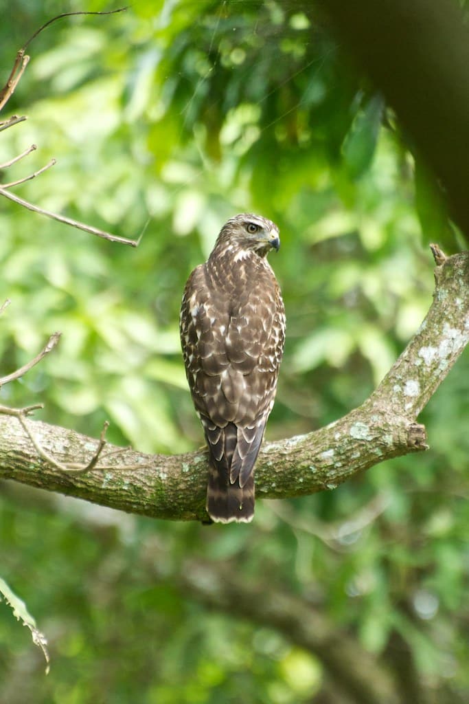 Red-shouldered Hawks