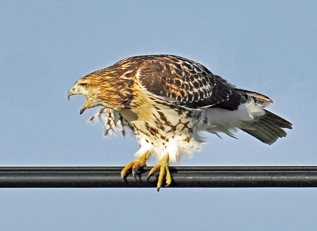 Red-Tailed Hawks
