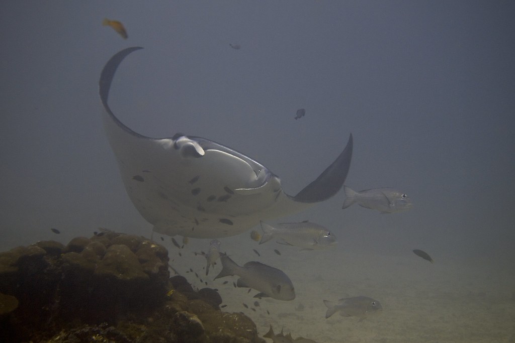 Reef Manta Ray