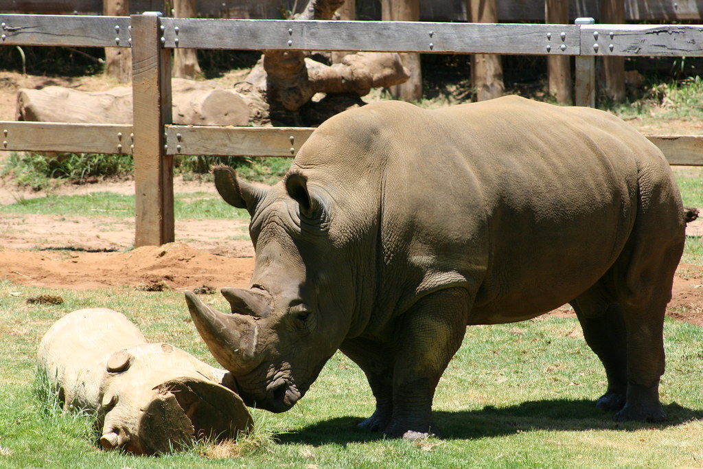 Rhino