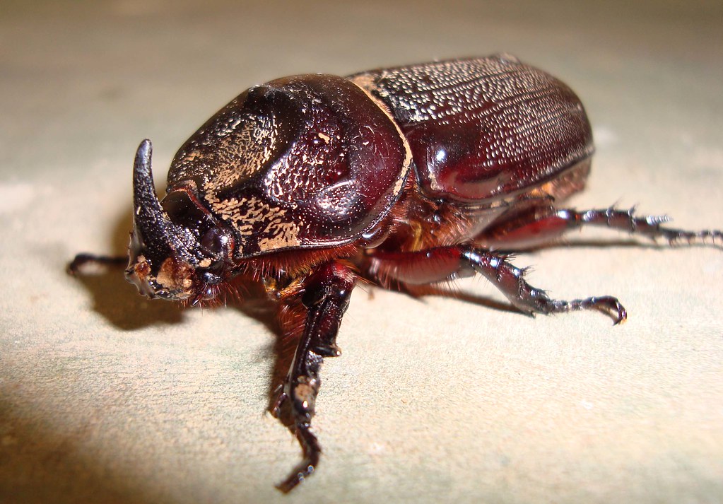 Rhinoceros Beetle