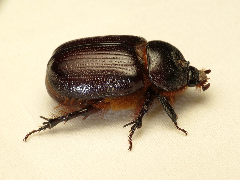 Rhinoceros Beetle