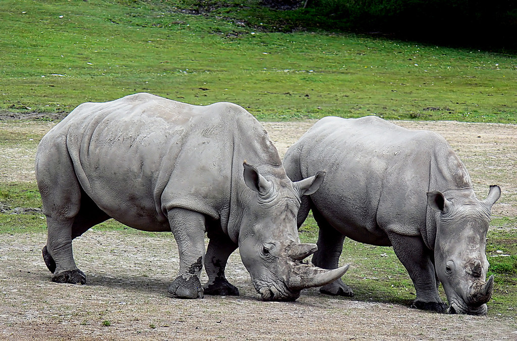 Rhinoceros - Animals With Hooves