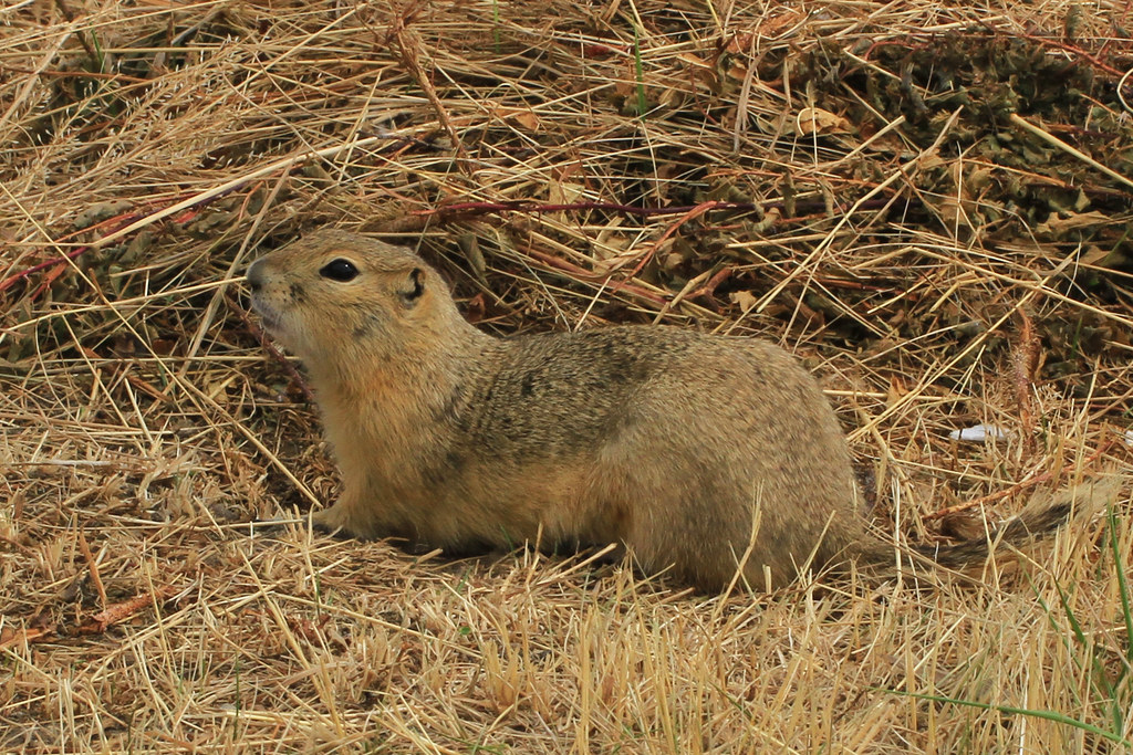 Richardson's Ground Squirrel