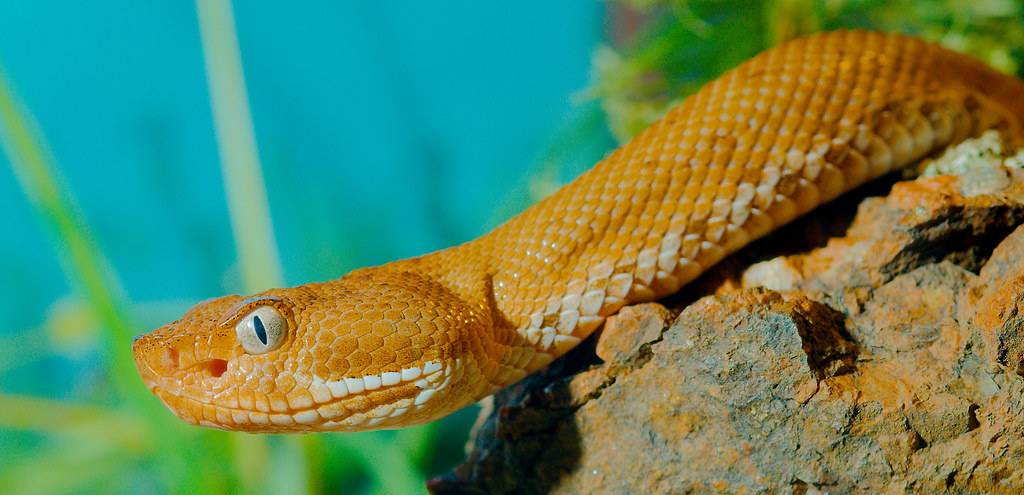 Ridge-nosed Rattlesnake
