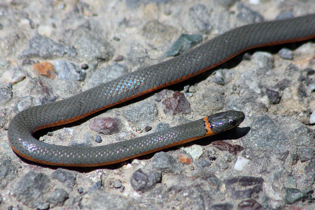 Ring-necked Snake
