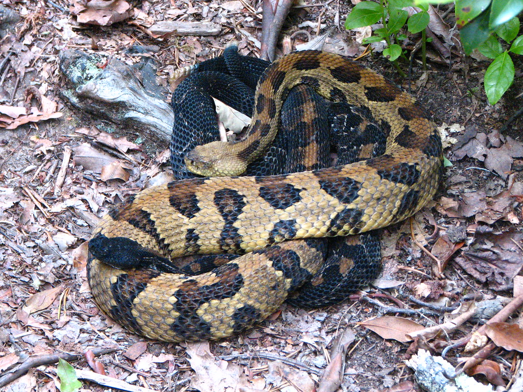 Rock Rattlesnake