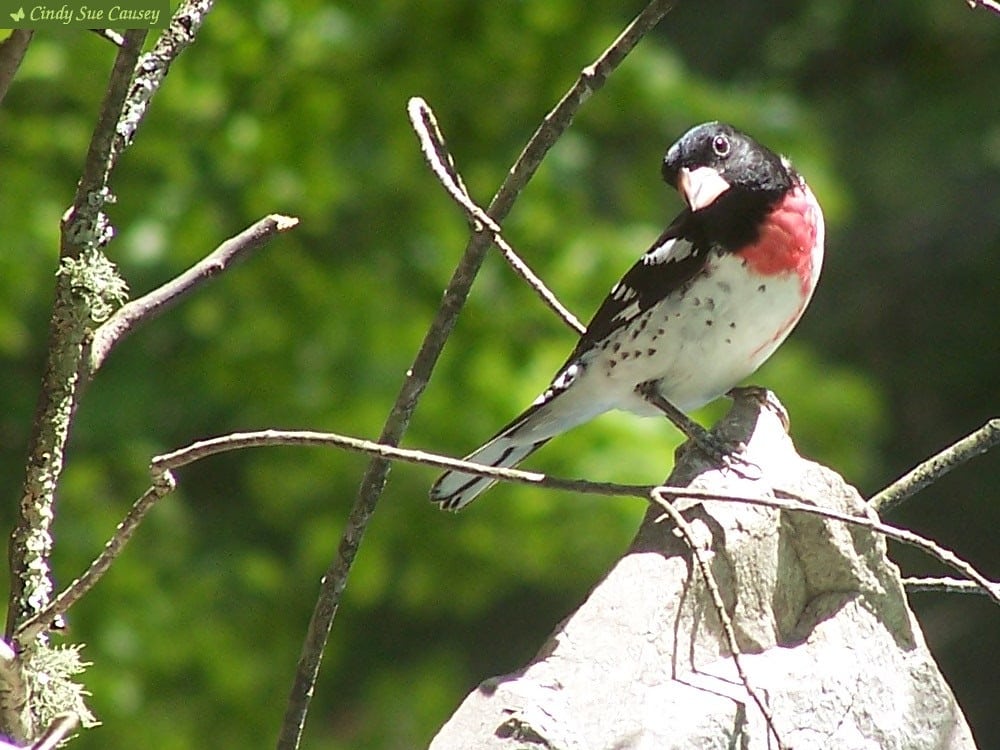 Rose-breasted Grosbeak