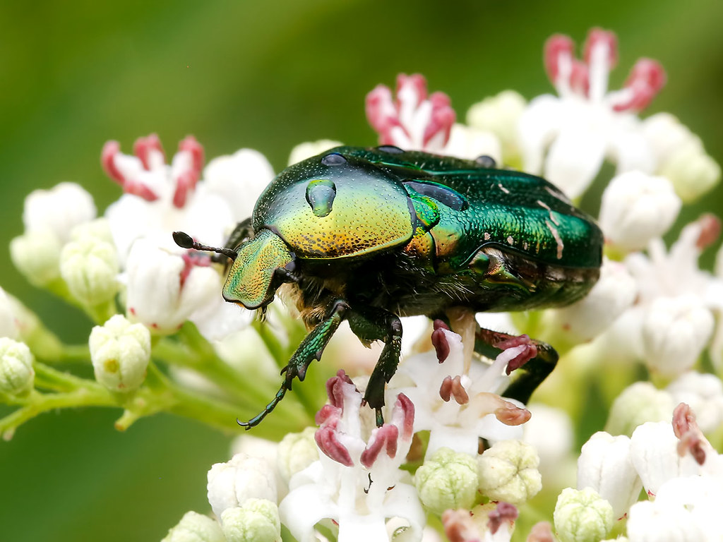 Rose Chafer