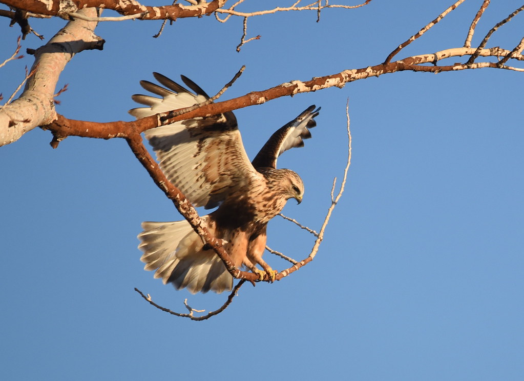 Rough-legged Hawk