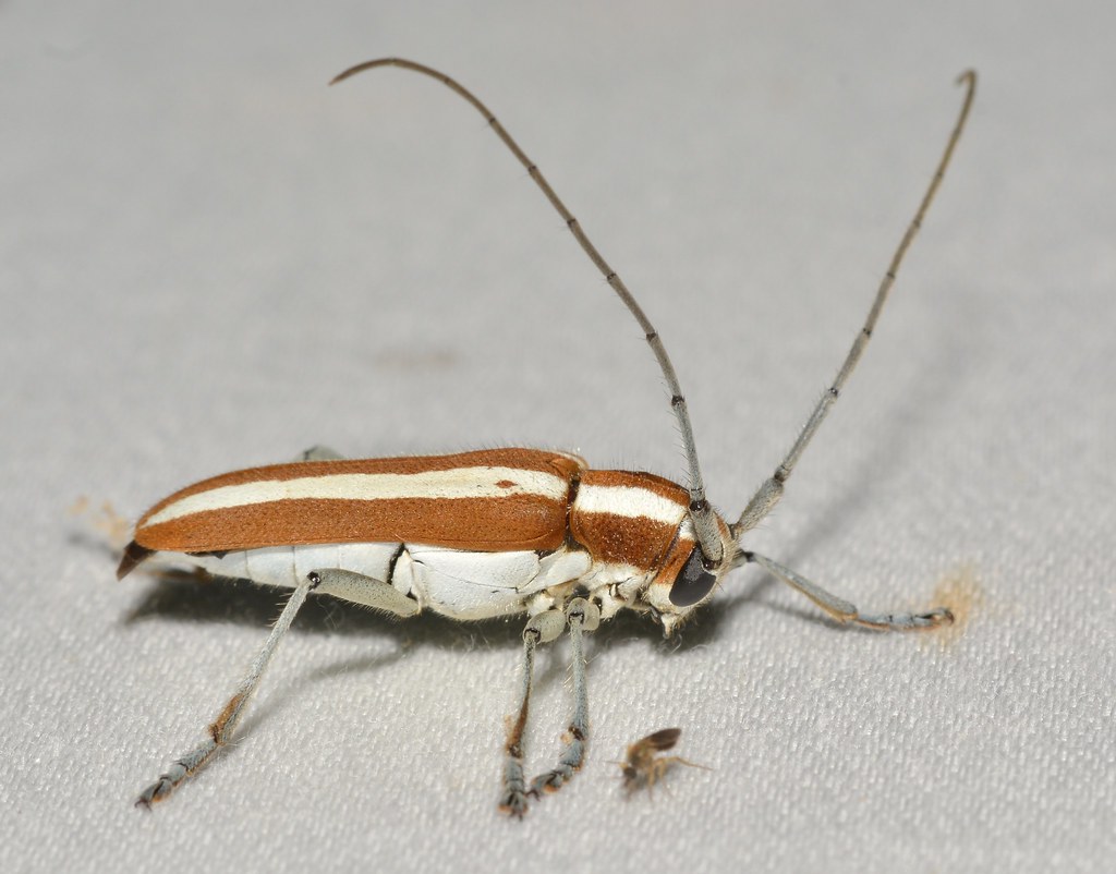 Round-headed Apple Tree Borer