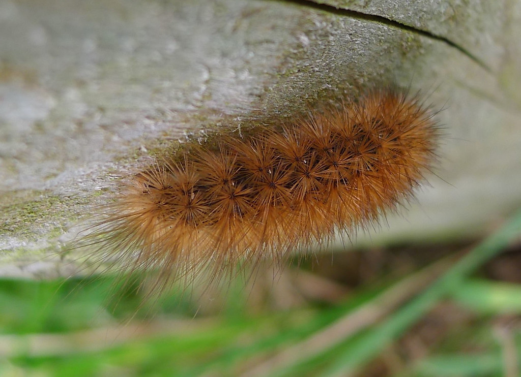 Ruby Tiger Caterpillar