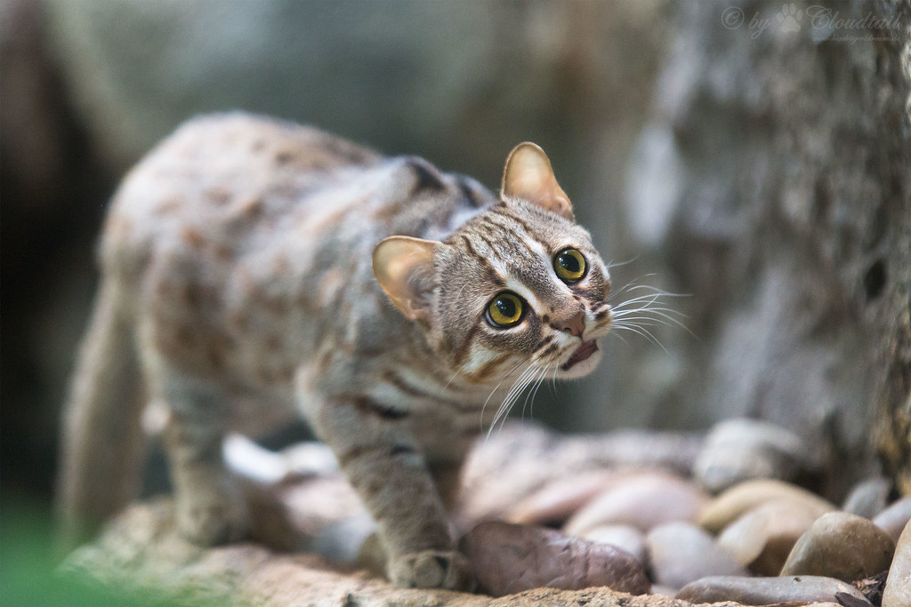 Rusty-spotted Cat
