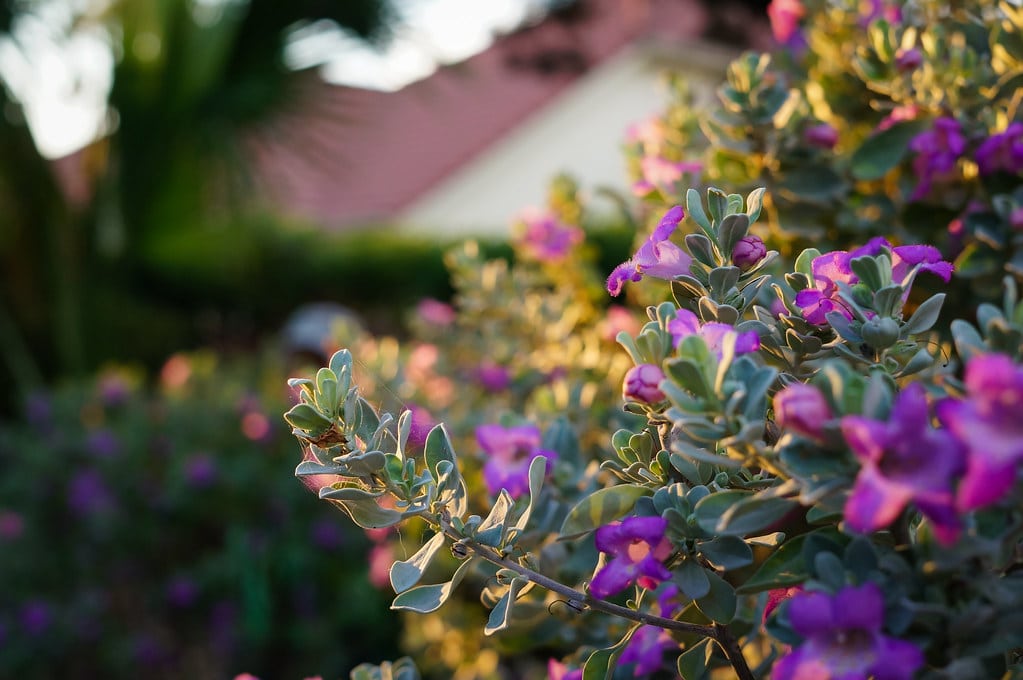 Sage - Plants That Repel Rats