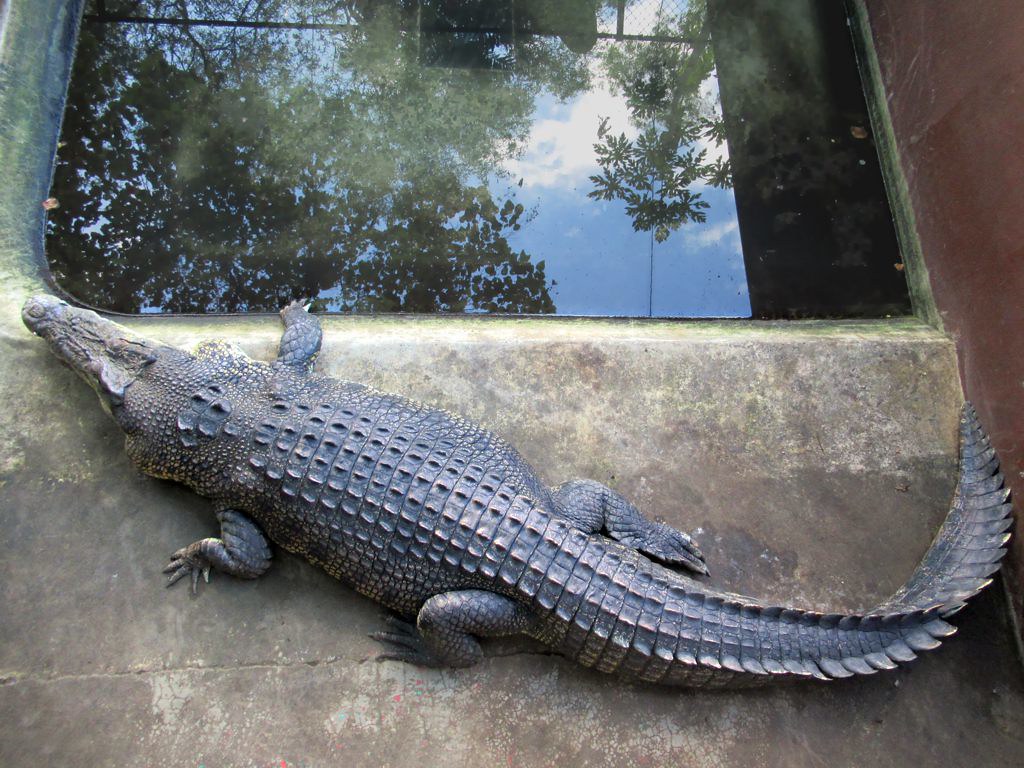 Saltwater Crocodile